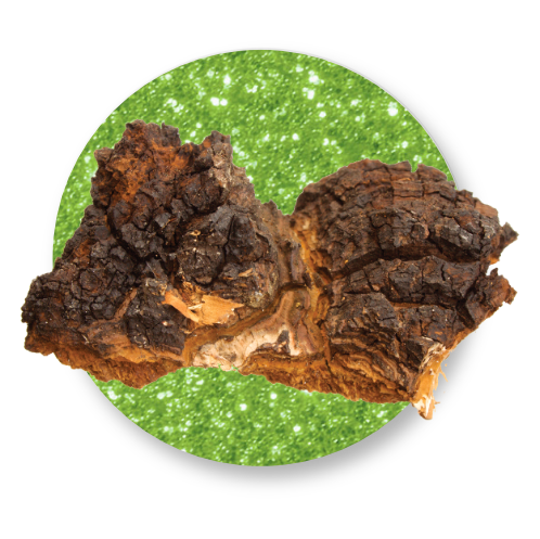 CHAGA