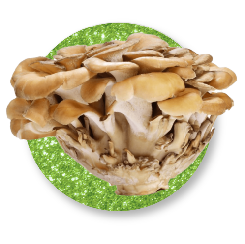 MAITAKE