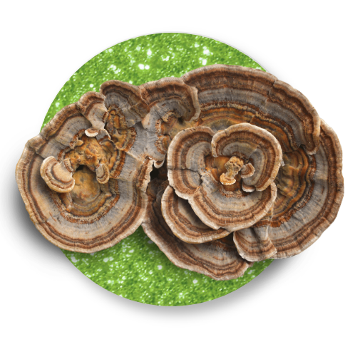 TURKEY TAIL